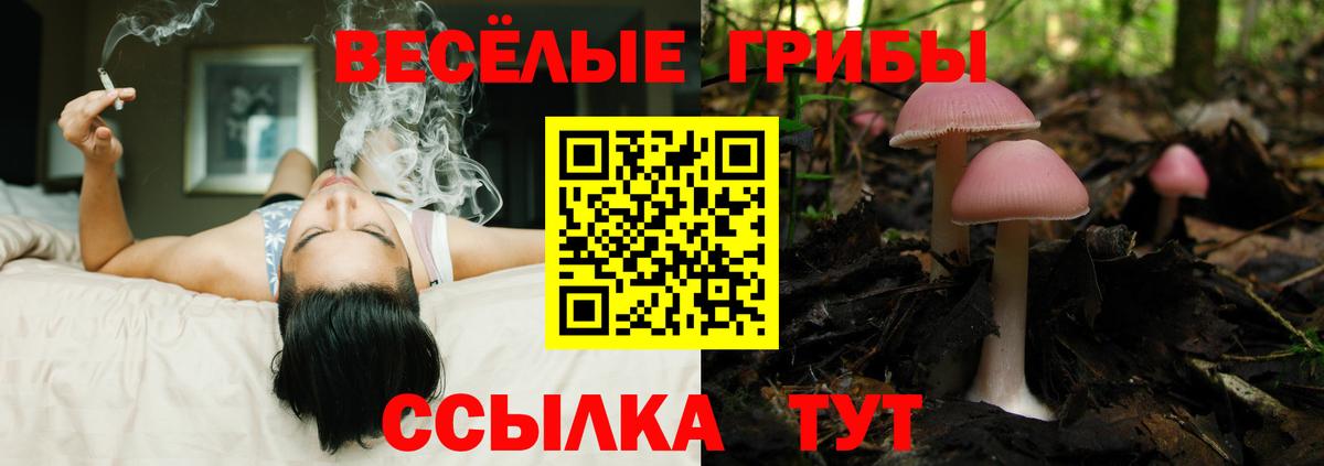 Галлюциногенные грибы Cubensis Элиста